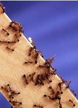 Picture of ants on a wooden surface