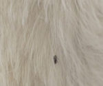 What Do Fleas Look Like? (Actionable Guide With 14+ Photos)